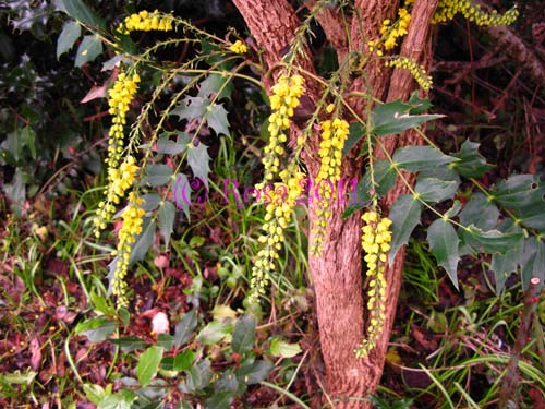 Yellow Mahonia flowers 5210