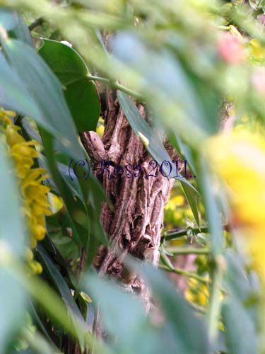 Mahonia tree 5212
