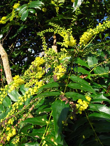 Yellow Mahonia flowers 5215