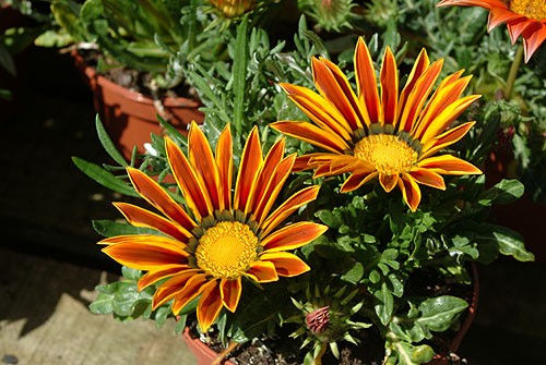 Orange Gazania