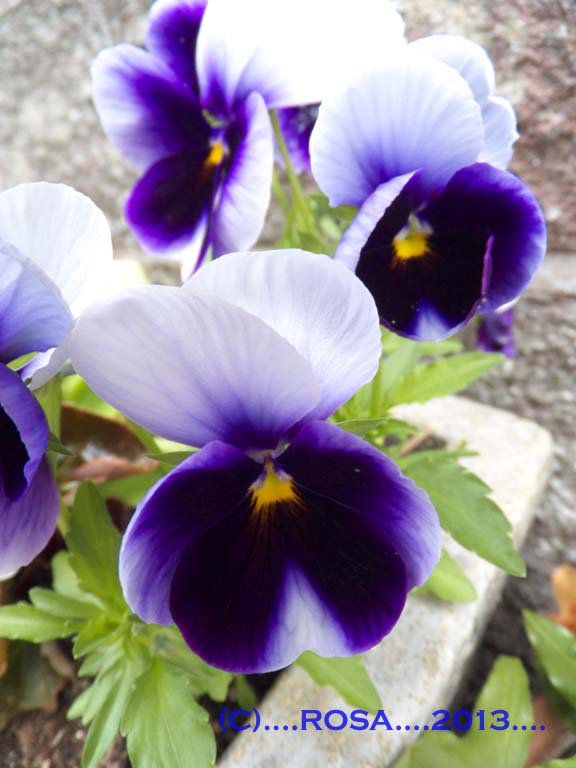 Pansies
