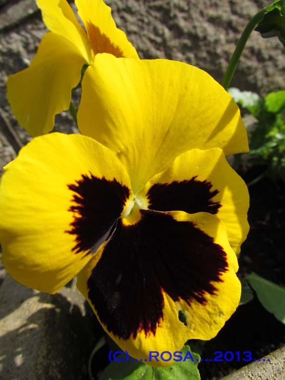 Pansy