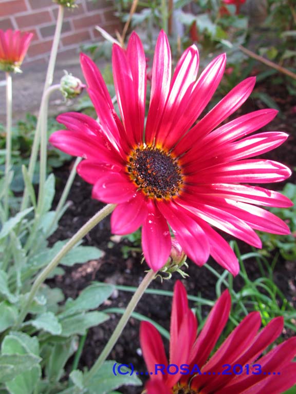 Daisy type flower