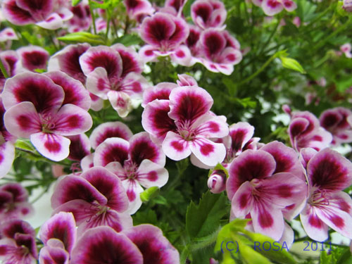 Purple geranium