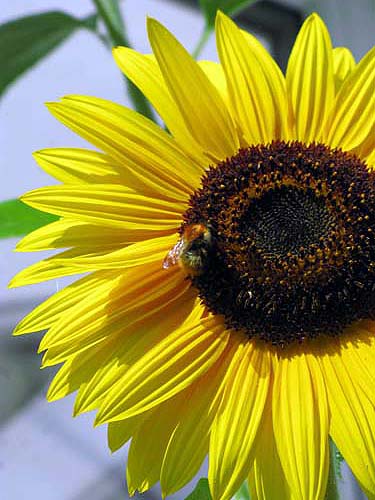 Sunflower with bee