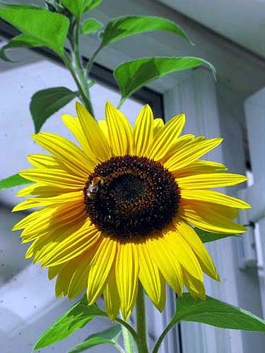 sunflower with bee