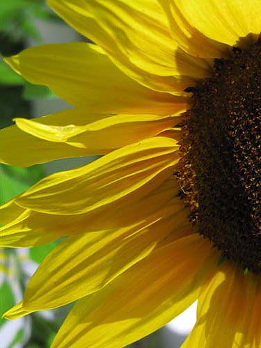 Giant yellow sunflower