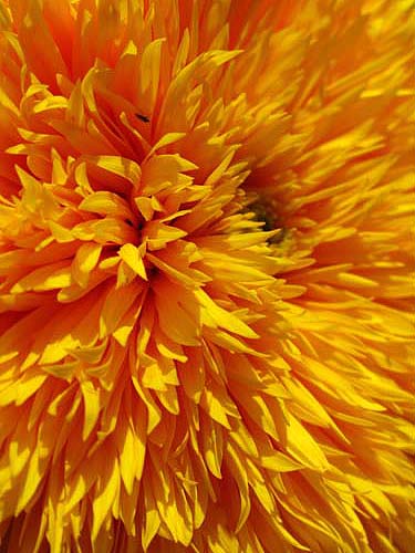 Sunflower..macro shot