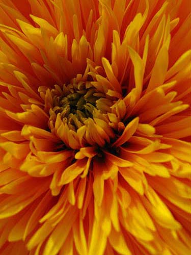 sunflower..macro