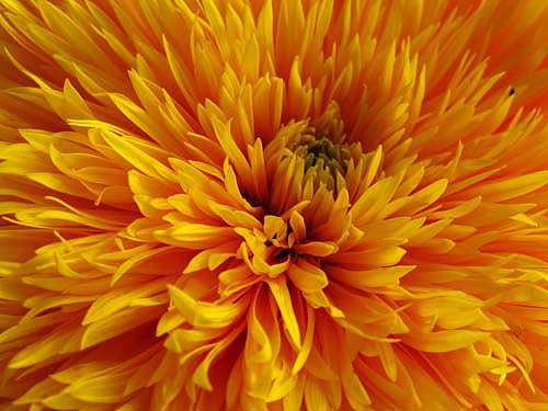 sunflower. macro shot