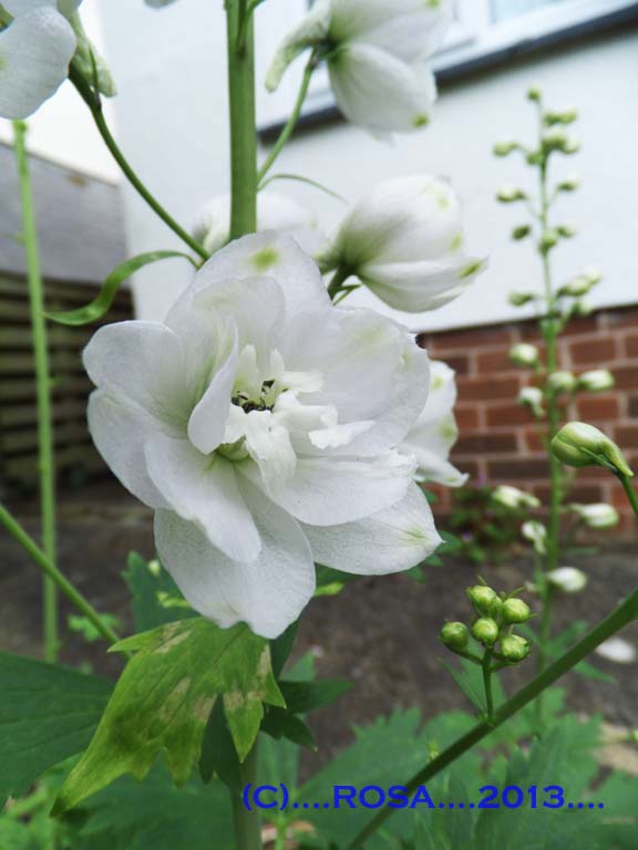 White Delphinium