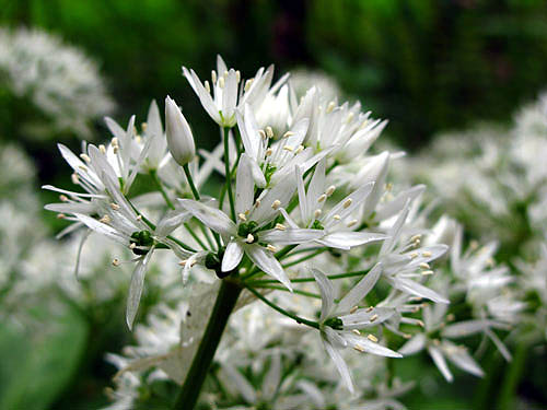 Wild Garlic flowers